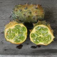 Image result for Cucumis zeyheri