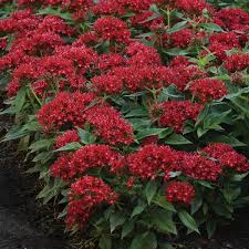 Image result for Pentas