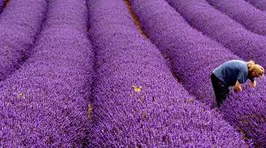 Lavendel im privatgarten zu ernten ist leicht, da sie normalerweise ja nicht, wie z.b. Lavendelernte Wie Man In Der Provence Mit Der Natur Reich Wird Welt