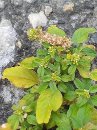 Image result for Amaranthus blitum