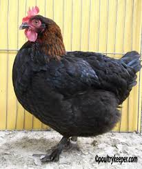 This is our french black copper marans rooster, buster. 75 Chicken Breed Info Ideas Chicken Breeds Chickens Backyard Breeds