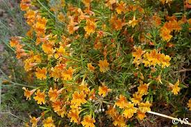 Image result for Mimulus