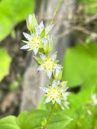 Image result for Swertia