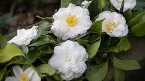 We did not find results for: How To Grow Camellias Stuff Co Nz