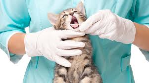 World Cat Day: anche il gatto va dal dentista | Freesmile