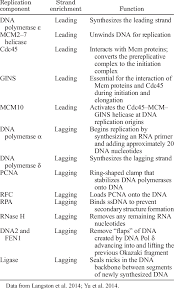 Answered] In Dna Replication, What Is The Difference Between The - Kunduz