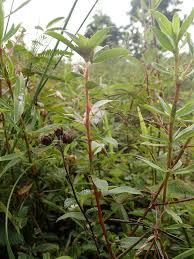 Image result for Sauvagesia