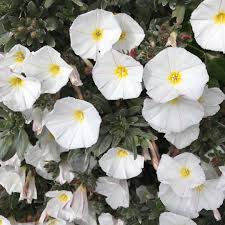 Image result for Convolvulus aschersonii
