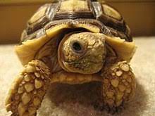 Tortoise Wikipedia