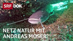 Mai 1956 in basel) ist ein schweizer biologe, tierfilmer und fernsehmoderator. Wahrheiten Uber Marchentiere Netz Natur Mit Andreas Moser Doku Srf Dok Youtube