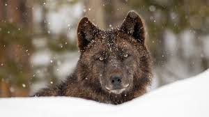Wolves generally have longer legs than dogs. Wolf Reintroduction Changes Yellowstone Ecosystem