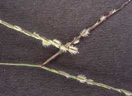 Image result for Digitaria longiflora
