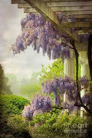 Pin By Shelby Manley On Flower Paintings Wisteria Jacaranda Tree Garden Vines