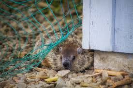 Groundhogs (marmota monax), like so many other animals, are typically just killed or trapped and the most popular method for groundhog control is to use fumigants which kill them in their dens. How To Get Rid Of Groundhogs For Good The Habitat