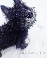 Piercing Scottie Eyes Scottie Puppies Scottie Dog Scottish Terrier