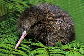The name derives from the kiwi, a native flightless bird, which is a national symbol of new zealand. Kiwi Facts New Zealand S Precious Native Bird Blog Aat Kings