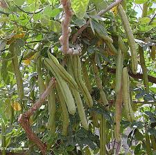 Image result for Senna floribunda