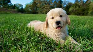 They are one of the world's most popular pets and make great companions. 10 Cute Pictures Of Golden Retrievers