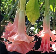 Angel's Trumpet Pink