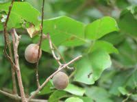 Image result for Dialium schlechteri