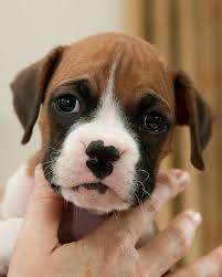 6 Week Black And White Pitbull Puppy Boxer Puppies Focal Point Pupdate Boxer Puppies Cute Puppies Puppies