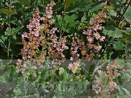 Image result for Macleaya