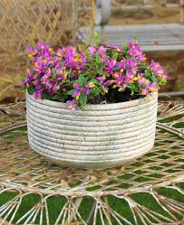 Image result for Polygala xanthina