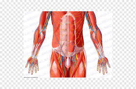 Human anatomy » musculoskeletal system » the muscles of the abdomen, lower back located pelvic girdle, the muscles of this region play a critical role in protecting the delicate vital organs extending across the anterior surface of the body from the superior border of the pelvis to the inferior. Hip Pelvis Abdomen Muscle Human Body Pelvis Arm Abdomen Human Body Png Pngwing