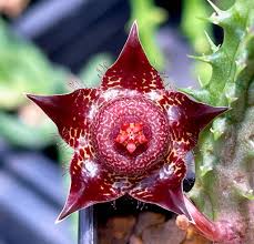 Image result for Duvalia polita