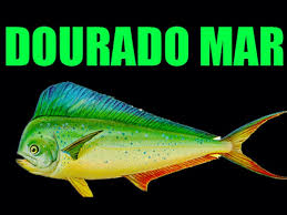 2 kg de peixe (linguado, pescada, namorado, robalo, dourado). Dourado Do Mar Dicas E Curiosidades Sobre Este Peixe