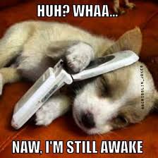 Funny Memes Naw I M Still Awake Nowaygirl Funny Dog Pictures Puppies Funny Funny Dogs