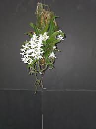 Image result for Mystacidium