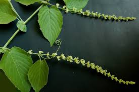 Image result for Gouania