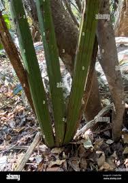 Image result for Sansevieria pearsonii