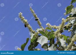 Image result for Croton macrostachyus