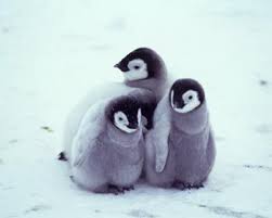 We've got tons of lovable photos and. Lovely Baby Penguins Baby Penguins Cute Penguins Penguins