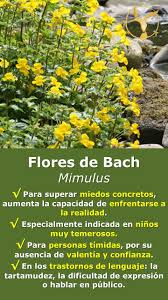 Beneficios de las flores de bach para gatos. Pin En Flores De Bach