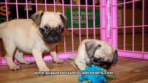Pawrade connects pawsome people like you with happy, healthy puppies from our respected, prominent breeder relationships we've established over the last 15 years. Puppies For Sale Local Breeders Fawn Pug Puppies For Sale Georgia At Lawrenceville Puppies For Sale Local Breeders