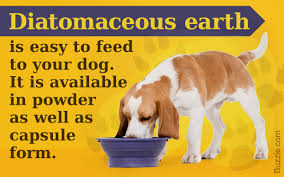 Diatomaceous earth is said to be dangerous to inhale for both humans and pets, and safe handling precautions say one should always wear a dust mask if so, it's probably dipylidium caninum, the most common tapeworm of dogs and cats. How To Use Diatomaceous Earth To Eliminate Tapeworms In Your Dog Pet Ponder