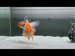 A Simple 50 Gallons Goldfish Tank Youtube Goldfish Tank Goldfish Fish Pet
