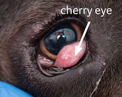 Pretty much like you`d treat a serious child! Cherry Eye In Dogs Pdsa