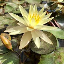 Image result for Nymphaea sulphurea