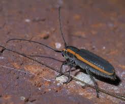 The shiny black body has red bands or stripes wrapping around it. Black Longhorned Beetle With Orange Edge Stripe Saperda Lateralis Bugguide Net