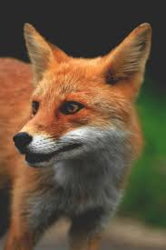 pin by johanne on fox foxes animals beautiful fox fox pictures