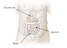 The small intestine (ileum) food is digested in the mouth, stomach and finally in the ileum by amylase, protease and lipase. Ileum Wikipedia