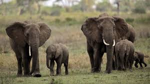 Can camels have 3 humps? Top 5 Facts Elephants How It Works