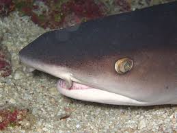 Sharks Have Good Eyesight Over A Short Distance But Mostly Rely On Smell And Vibration To Home In On Prey From A Long Distance Aw Shark Shark Attack Reef Shark