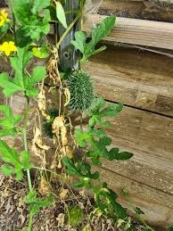 Image result for Cucumis zeyheri