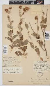 Image result for Berkheya carlinopsis