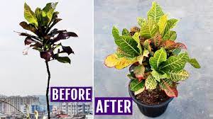 Cutting back into bare wood is also ok. My Secrets To Make Croton Plant Bushy Youtube